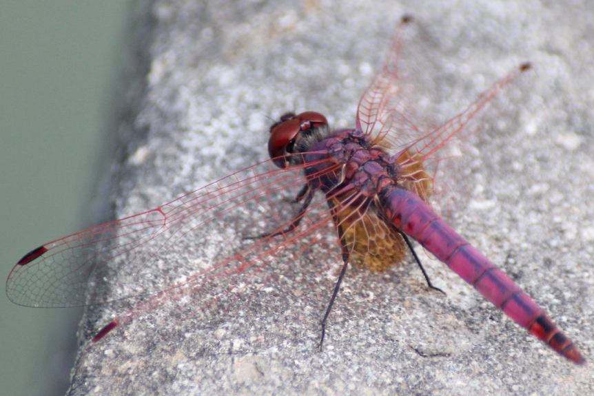 Id Libellula